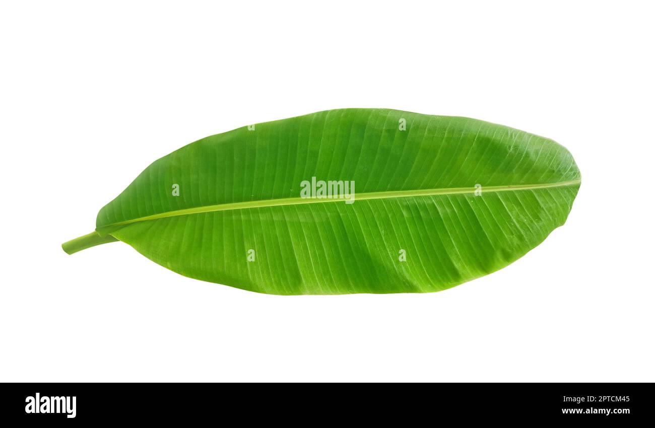 Banana Leaves Near Me, A Treasure Trove of Uses