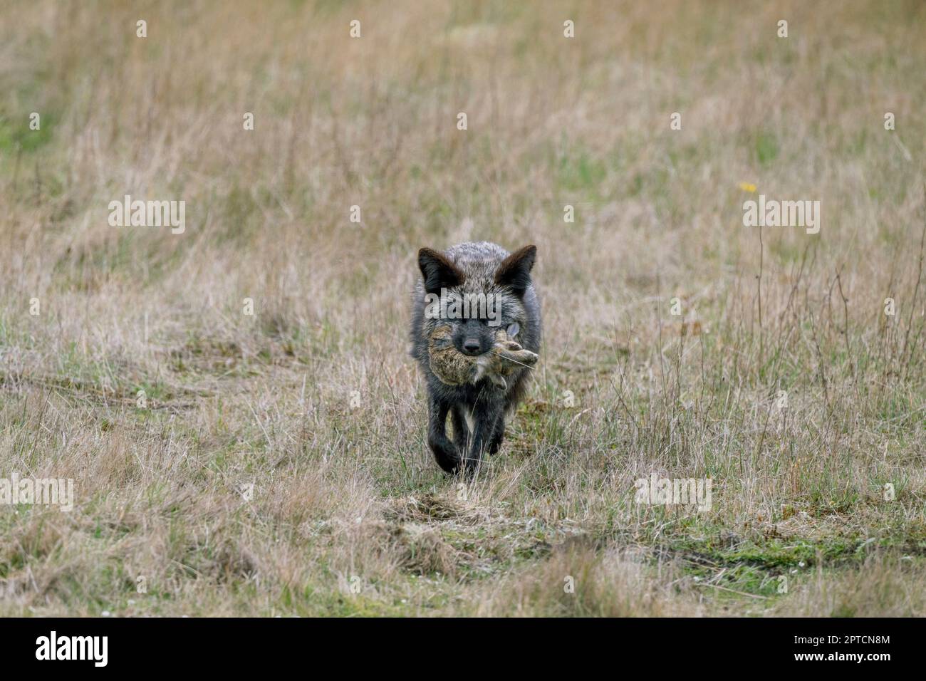 Rabbit and fox hi-res stock photography and images - Alamy