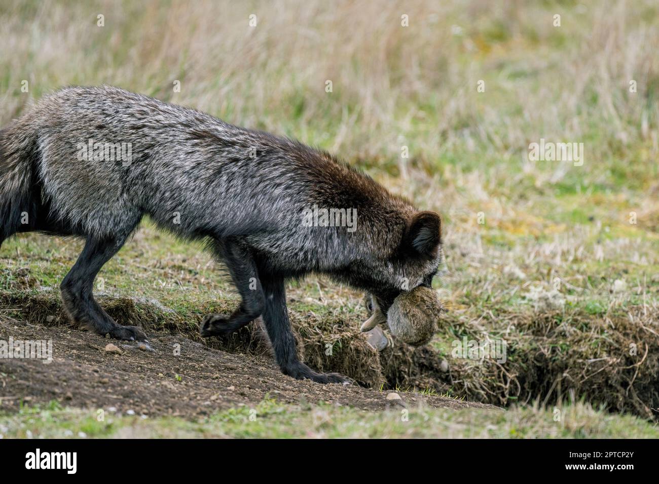 Rabbit and fox hi-res stock photography and images - Alamy