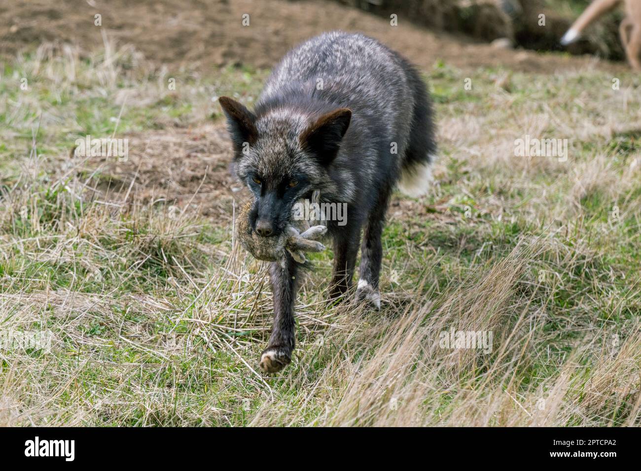 A red fox (Vulpes vulpes)(silver morph) with a rabbit at the den in the ...