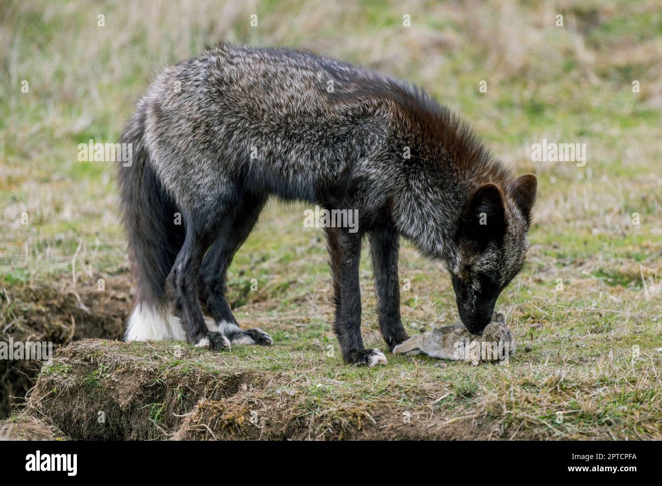 A red fox (Vulpes vulpes)(silver morph) with a rabbit at the den in the ...