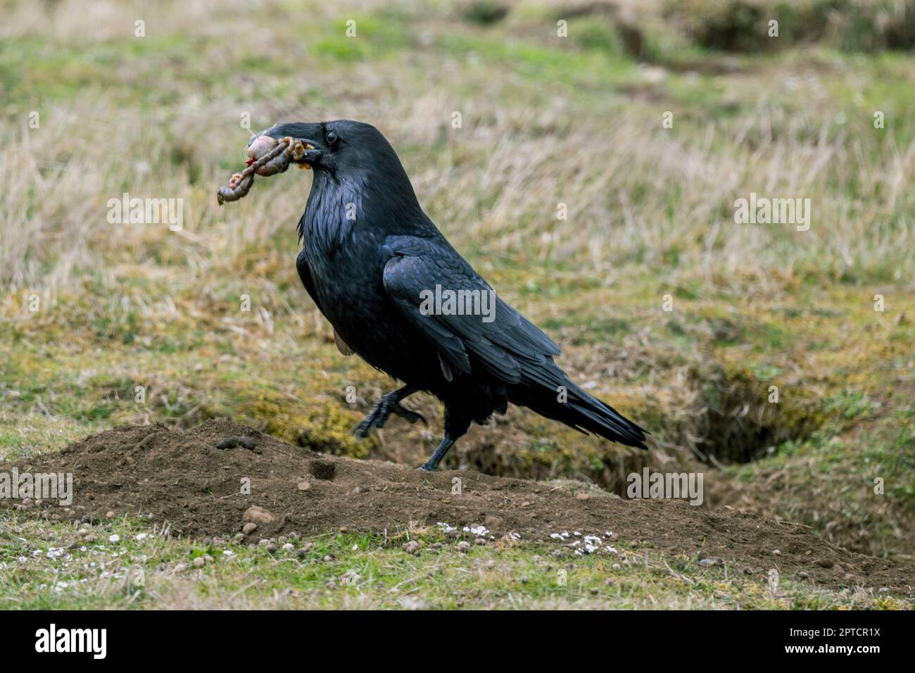 A Common raven is cleaning up the red fox den area, removing rabbit guts at the den in the American Camp (San Juan Island National Historical Park) on Stock Photo