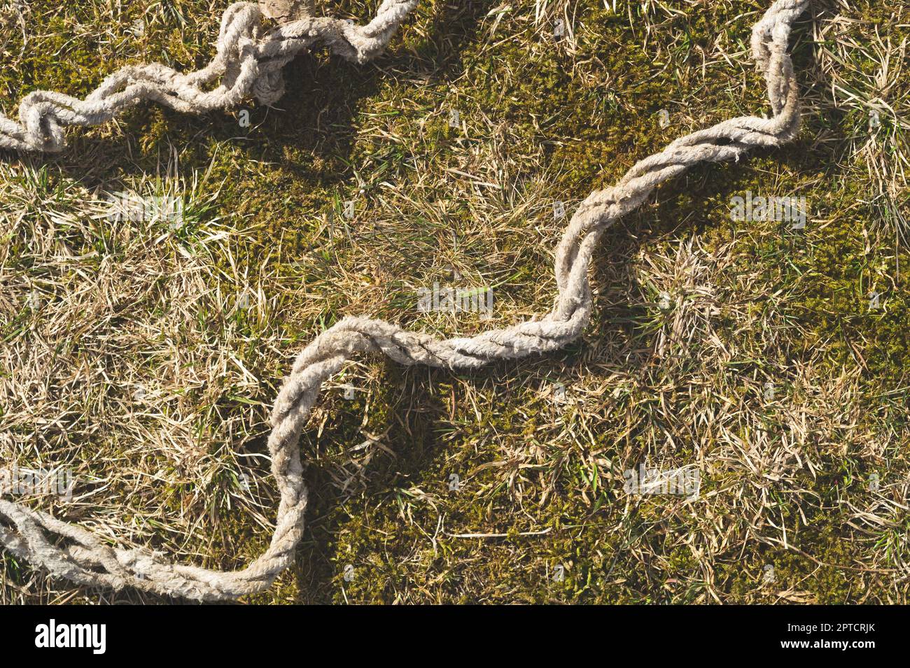 Old rope lies on the green grass Stock Photo - Alamy