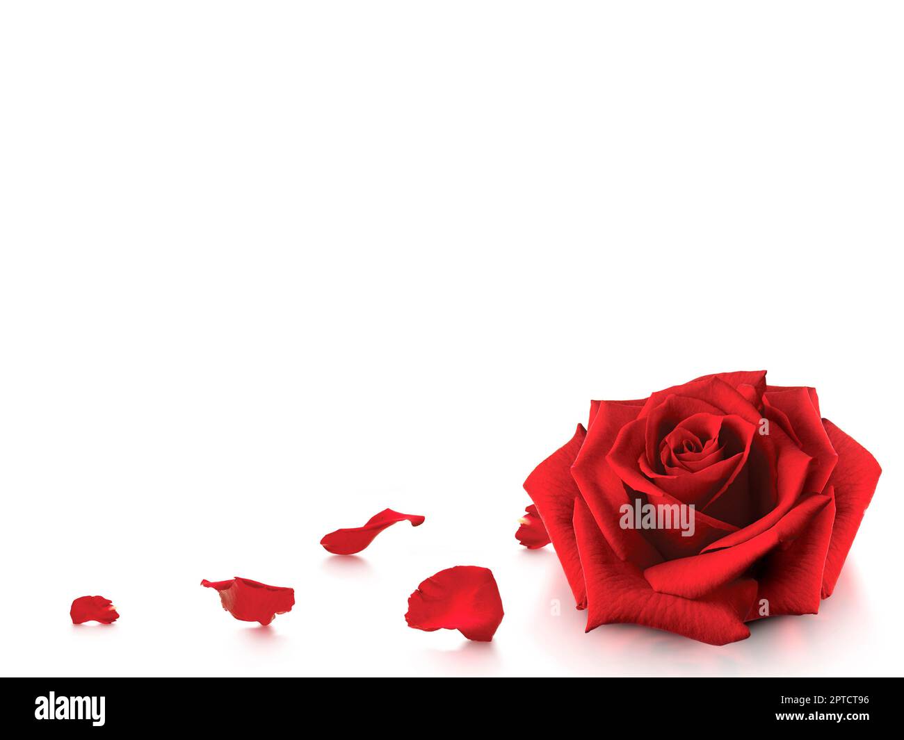 Rose and romantic red rose petals on white background Stock Photo - Alamy