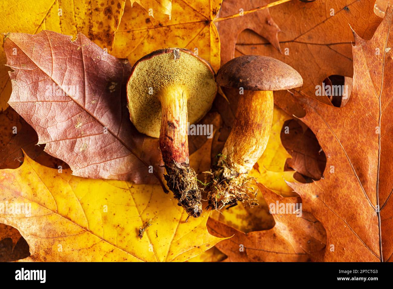 Autumn mushroom boletus on the leaves. Top view. Stock Photo