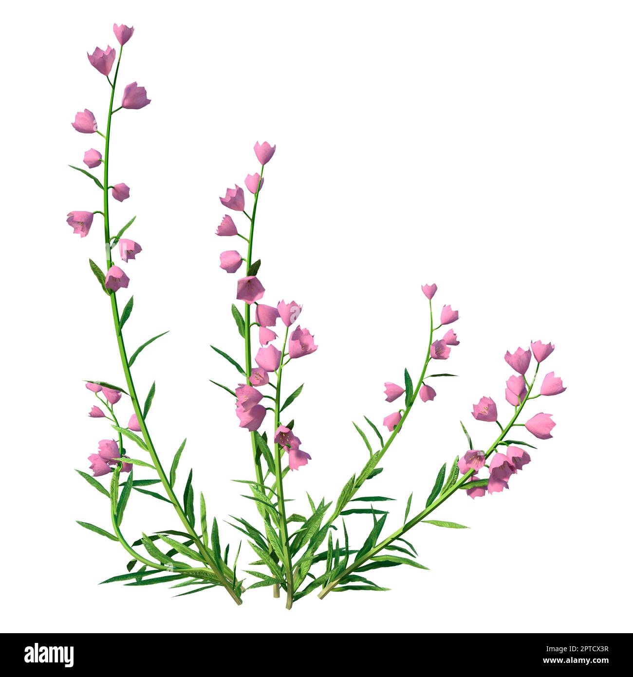 3D rendering of pink canterbury bells isolated on white background Stock Photo