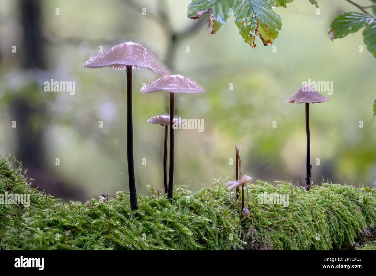 Small purple lacquer funnel in the moss on the forest floor against a bright background Stock Photo