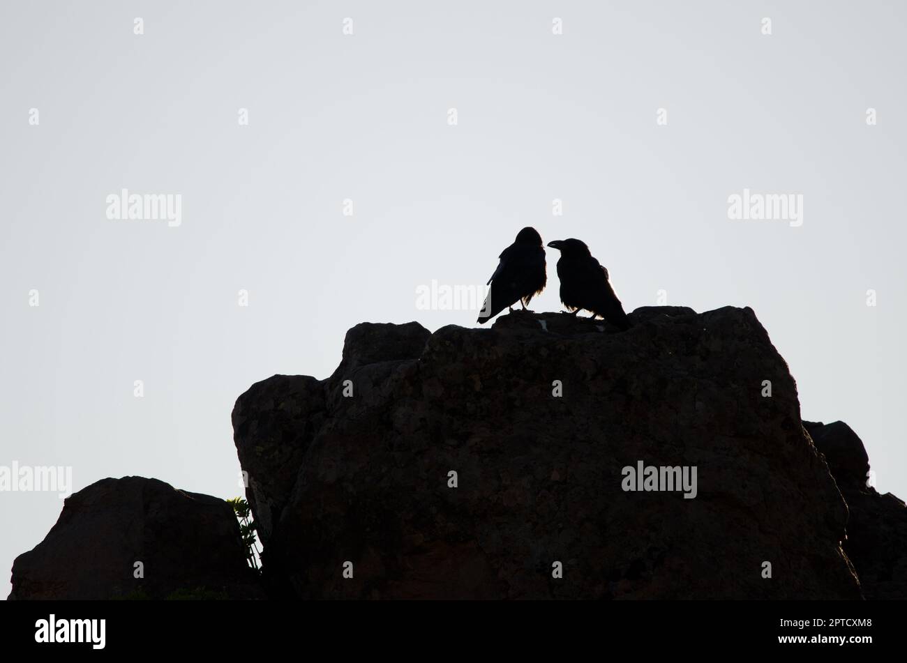 Pair of Canary Islands ravens Corvus corax canariensis. The Nublo Rural Park. Tejeda. Gran Canaria. Canary Islands. Spain. Stock Photo