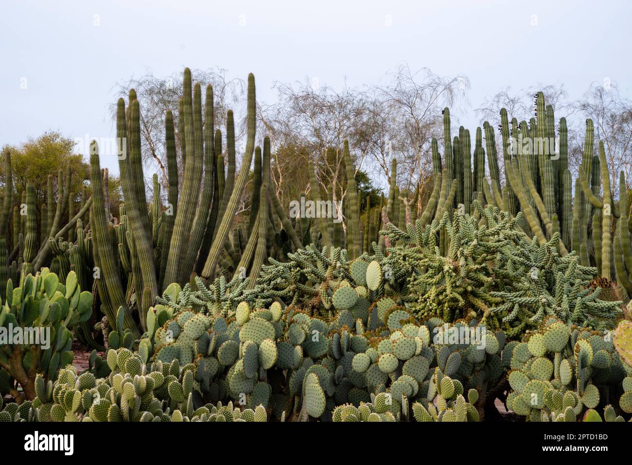 Photograph of various cacti on display at the Desert Botanical Garden