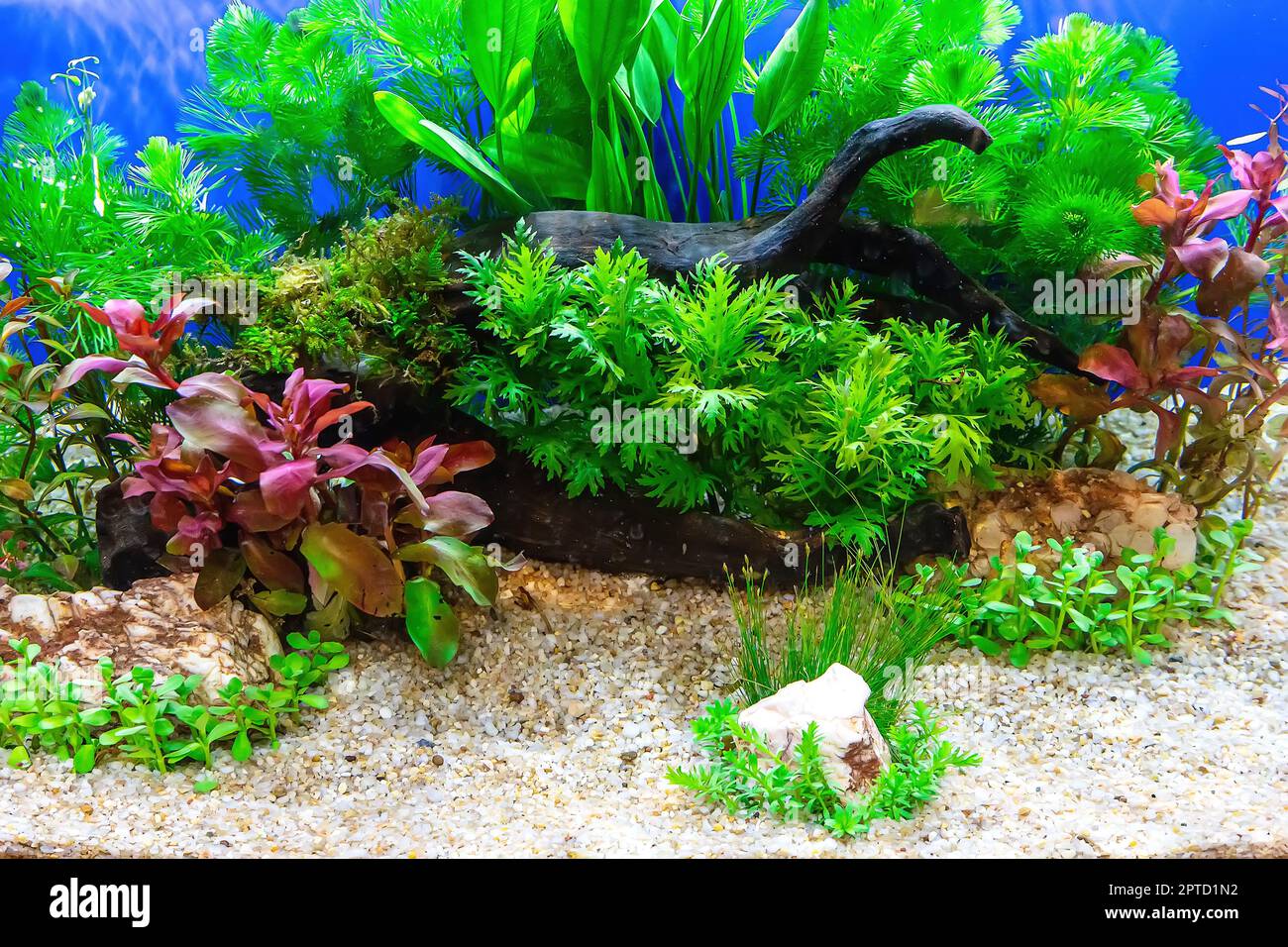 Underwater landscape nature forest style aquarium tank with a variety of aquatic  plants, stones and herb decorations Stock Photo - Alamy
