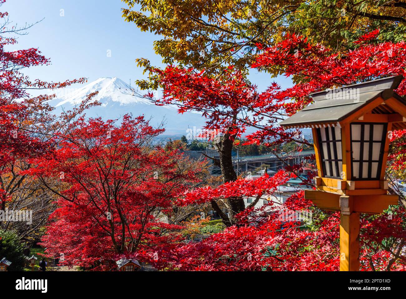 Red maple tree and mount Fuji Stock Photo - Alamy