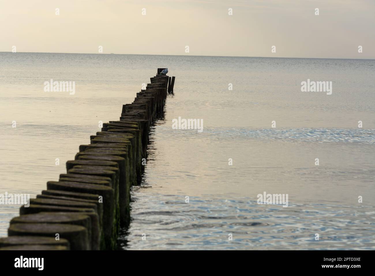 White gulls standing on a wooden breakwater. a row of logs driven into ...