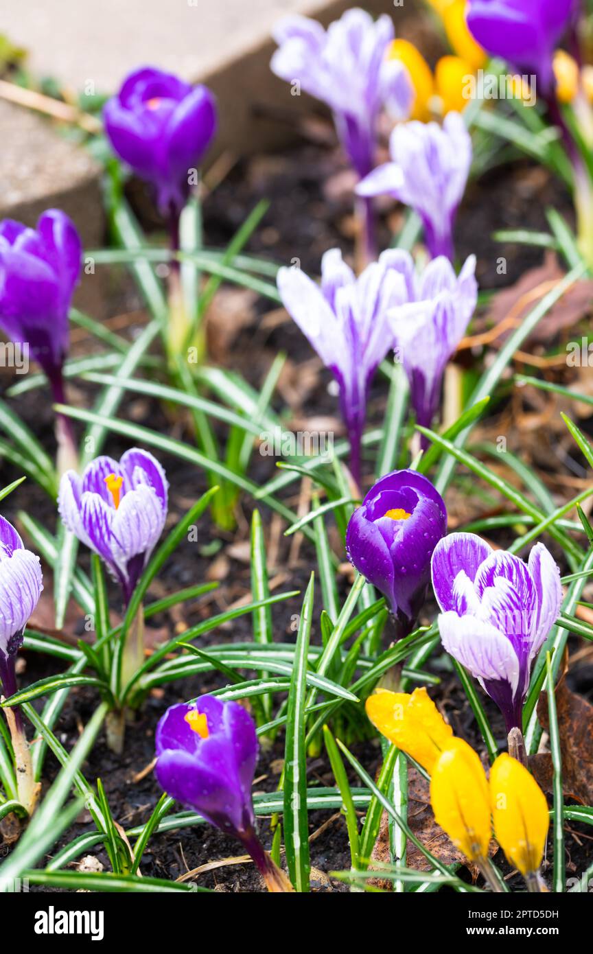 Crocus in a variety of colors on a rainy day Stock Photo