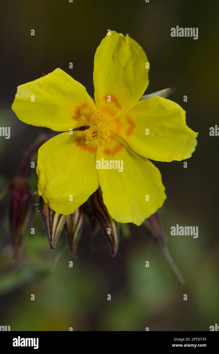 Flower of rock rose Helianthemum bystropogophyllum. Integral Natural