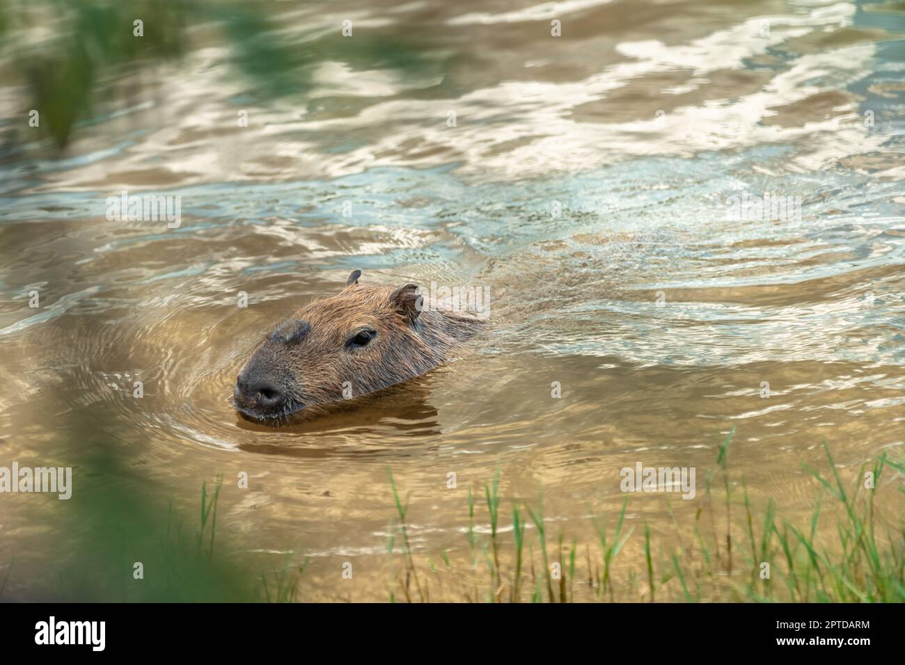The largest rodent in the world Capybara in the wild Stock Photo - Alamy
