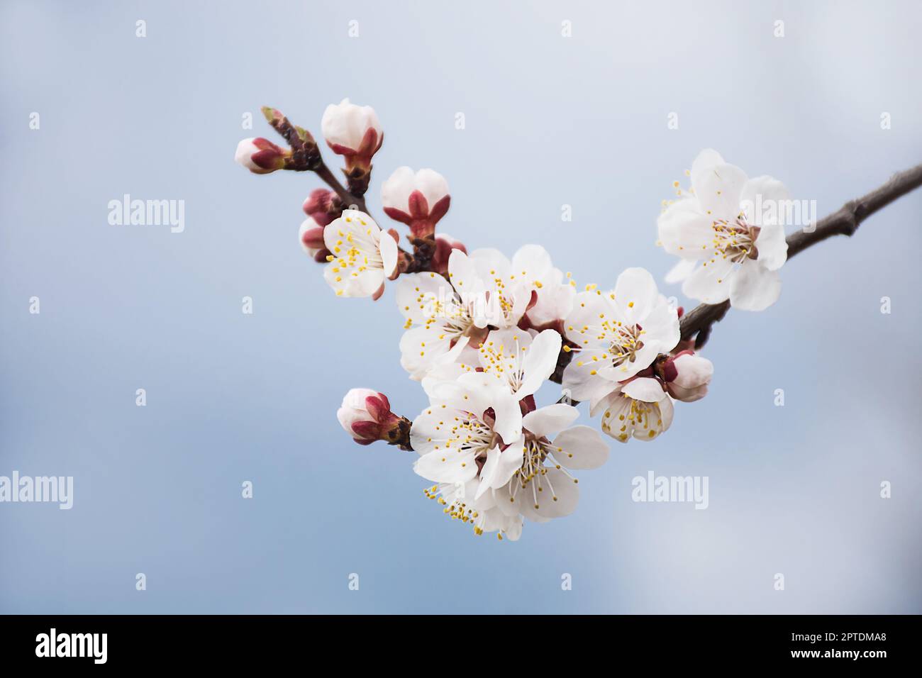a branch blooming with white flowers against a blue sky.soft focus ...