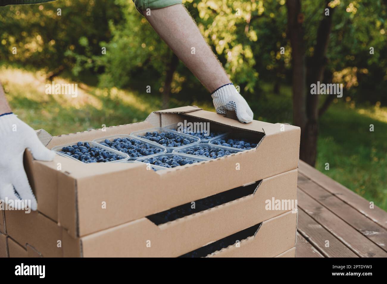 Worker at farm pack blueberry for shipment. Packing berry for delivery ...