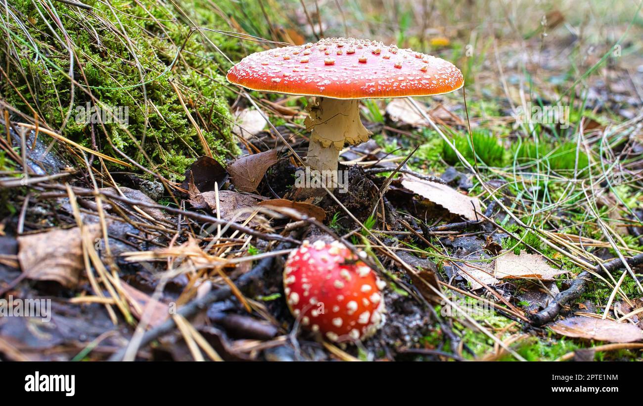Toadstool at the bottom of a coniferous forest in the woods. Poisonous ...