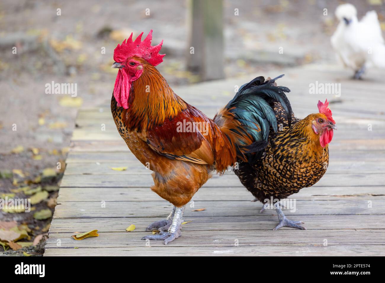 Chicken walk in the farm Stock Photo Alamy