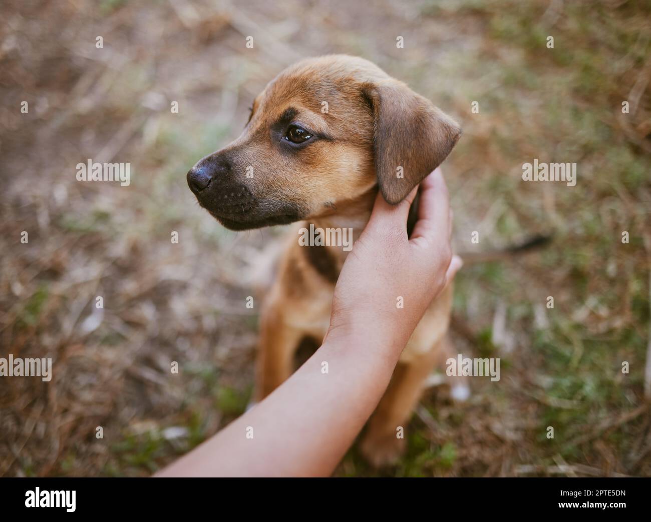 Woman, hand or touching dog in garden, backyard lawn or park grass in homeless adoption choice, sale or foster promotion. Zoom, customer or pet animal Stock Photo
