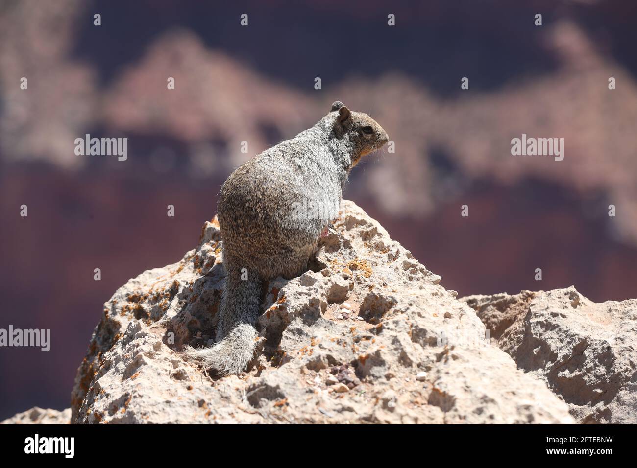 Canyon Squirrel, Grand Canyon Stock Photo Alamy