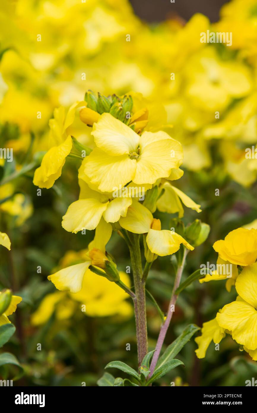 Bright yellow wallflower (Erysimum Winter Light) blooming in spring, popular as a bedding plant and a good source of nectar for pollinators. Stock Photo