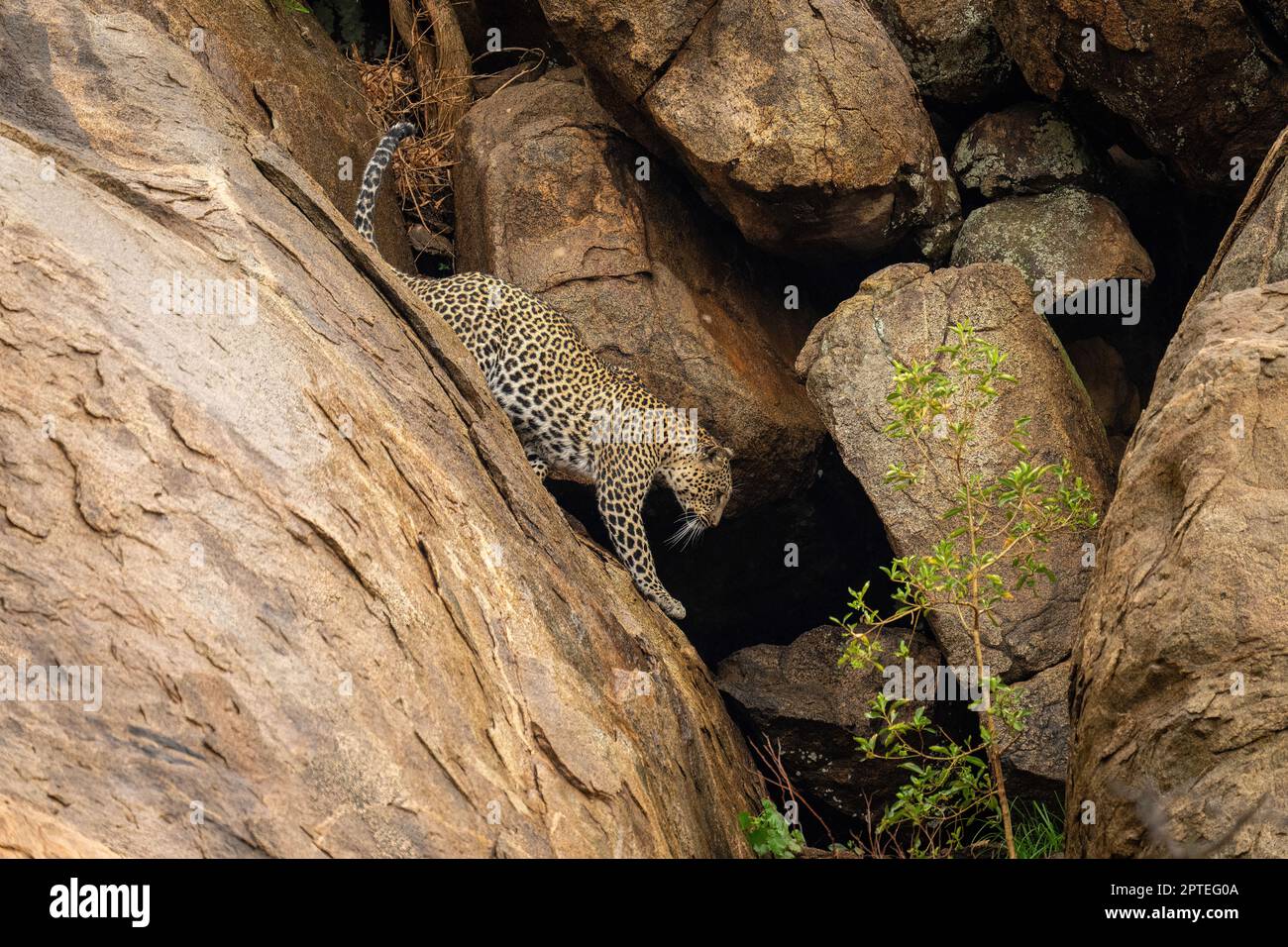 Leopard Crawling Down Rocks Leopard climbs down steep rock towards bush Stock Photo - Alamy