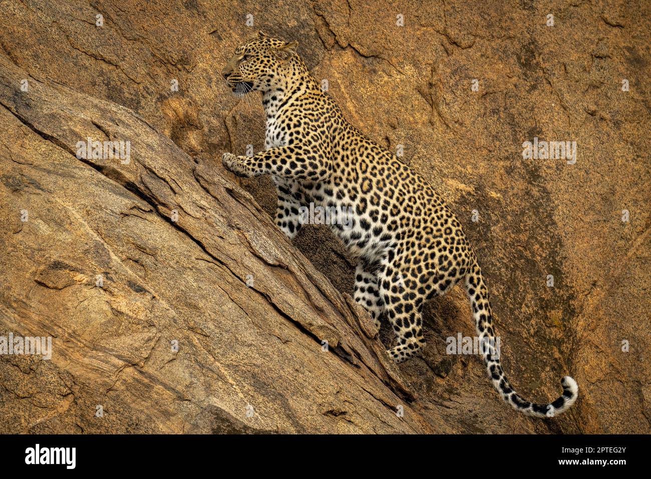 Leopard Crawling Down Rocks Leopard climbs up steep rockface lifting paw Stock Photo - Alamy