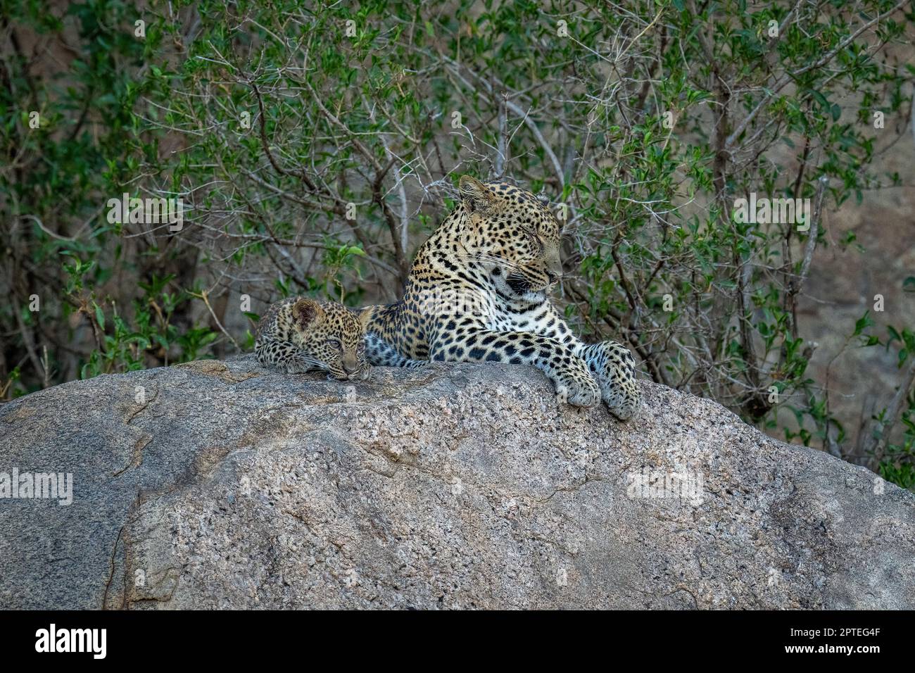 Cowebbed Leopard Panthera pardus cub asleep hi-res stock photography and images - Alamy