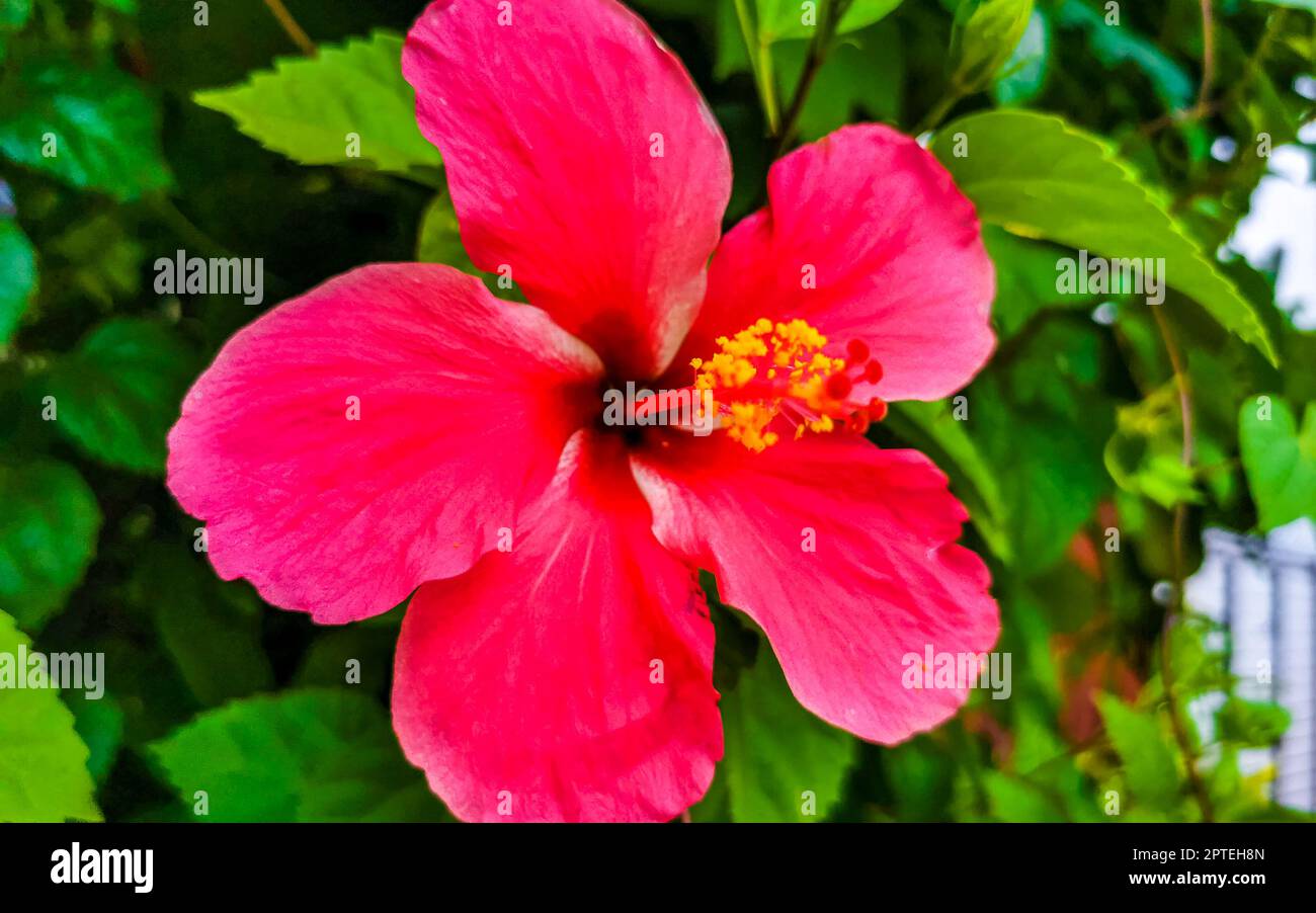 Red beautiful hibiscus flower flowers shrub tree plant in Zicatela