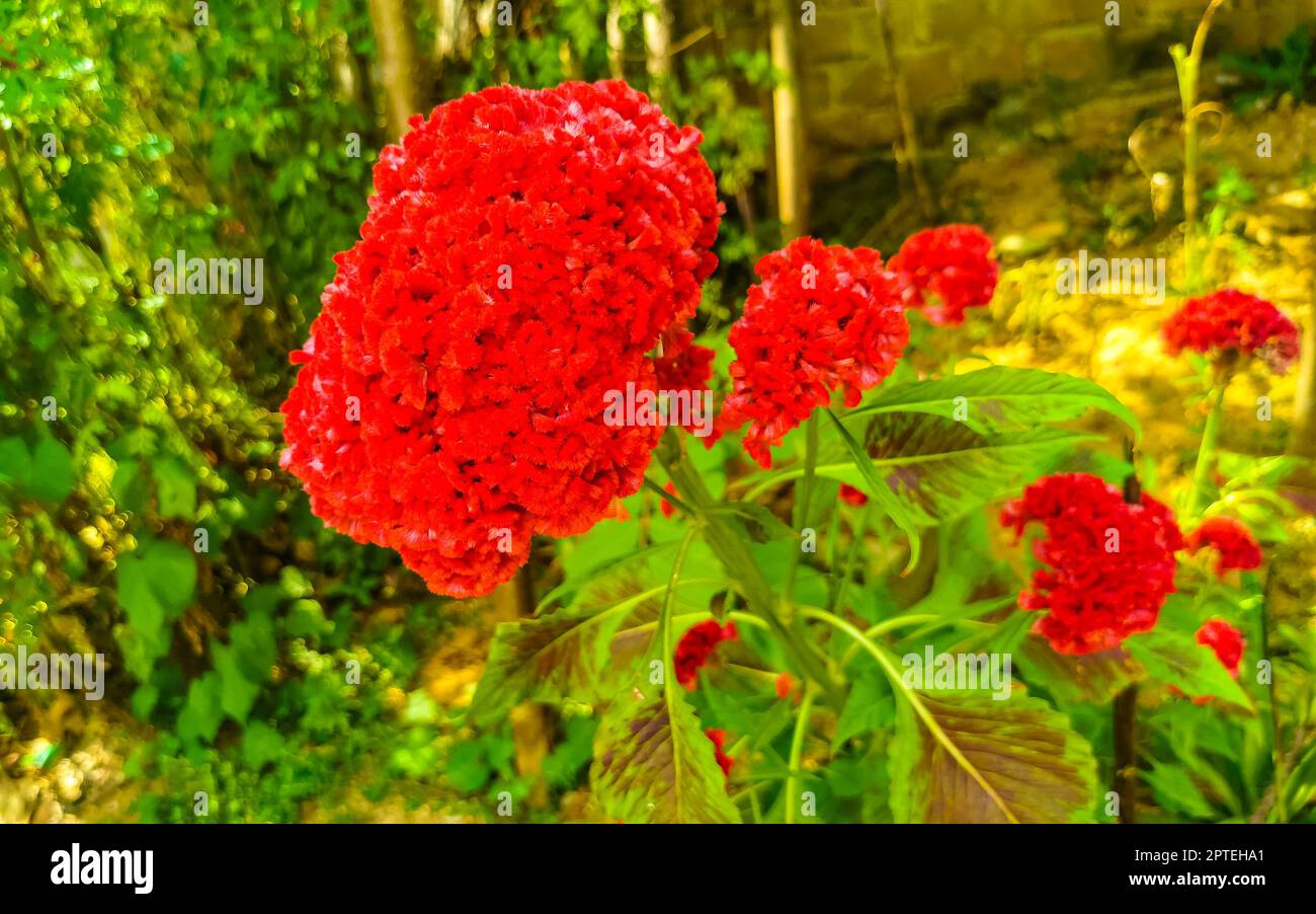 Purple pink and red flower flowers and plants plant in tropical garden jungle forest and nature