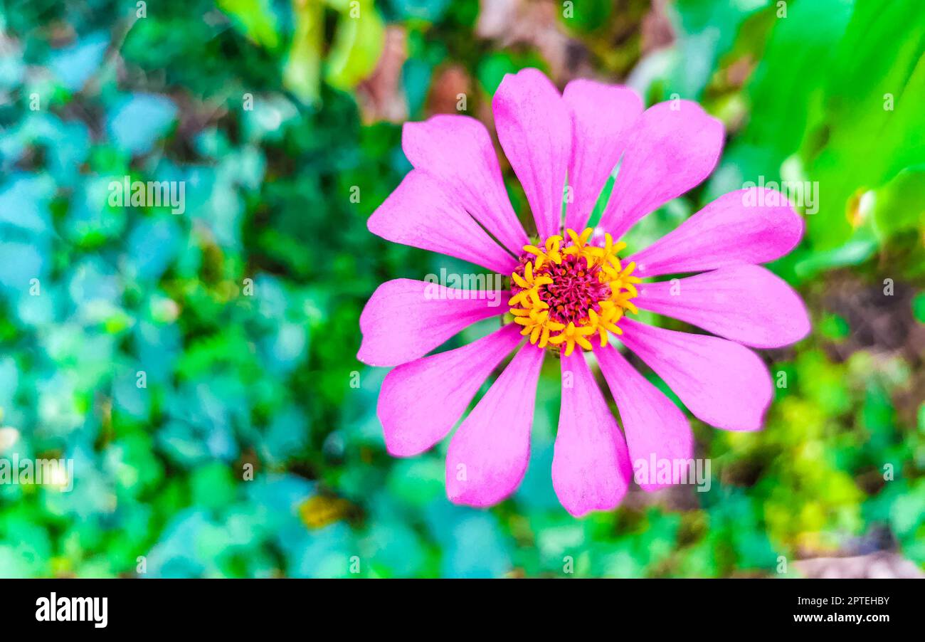 Purple pink and red flower flowers and plants plant in tropical garden ...