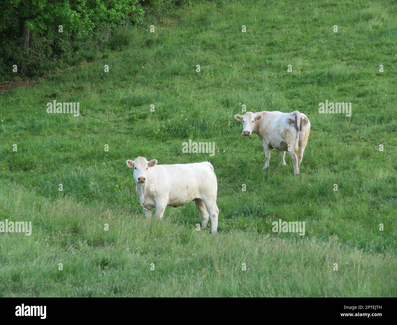 beautiful calves grazing in the meadow quietly happy farm animals Stock