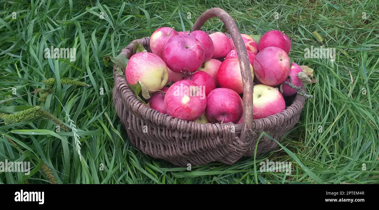Red apples in a wicker basket among the green grass Stock Photo - Alamy