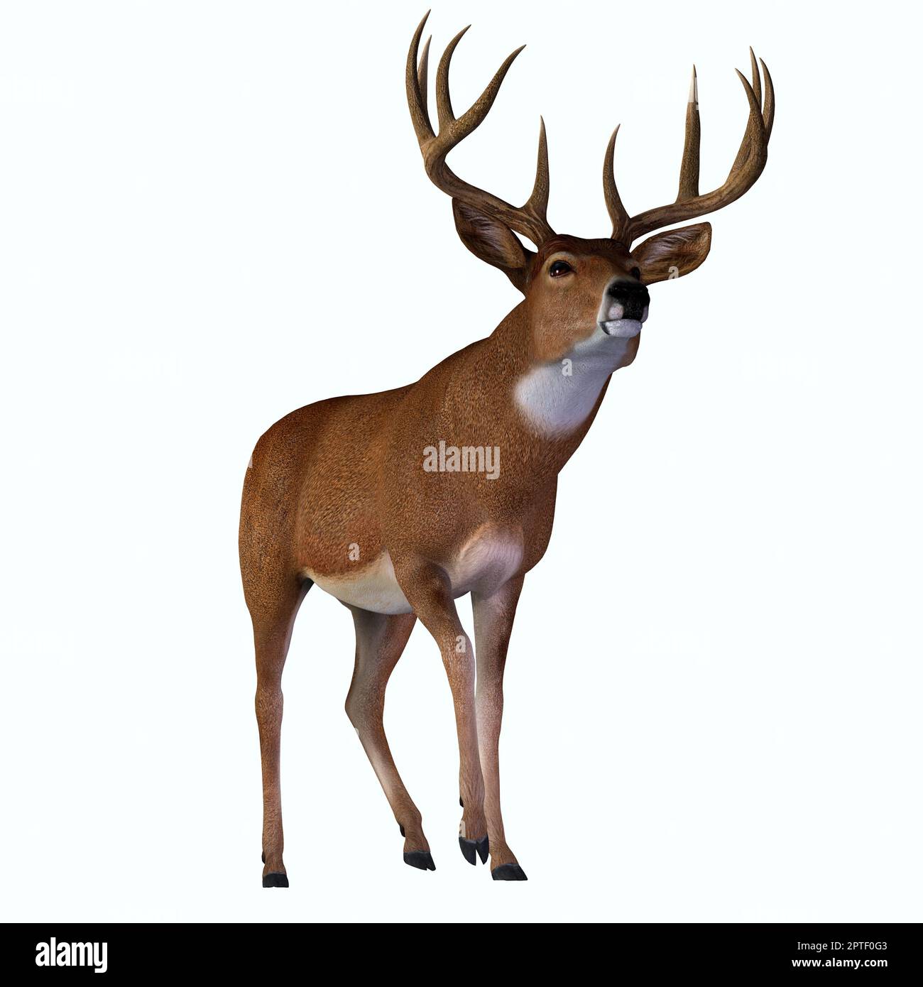 The herbivorous Whitetailed deer lives in North and South America and