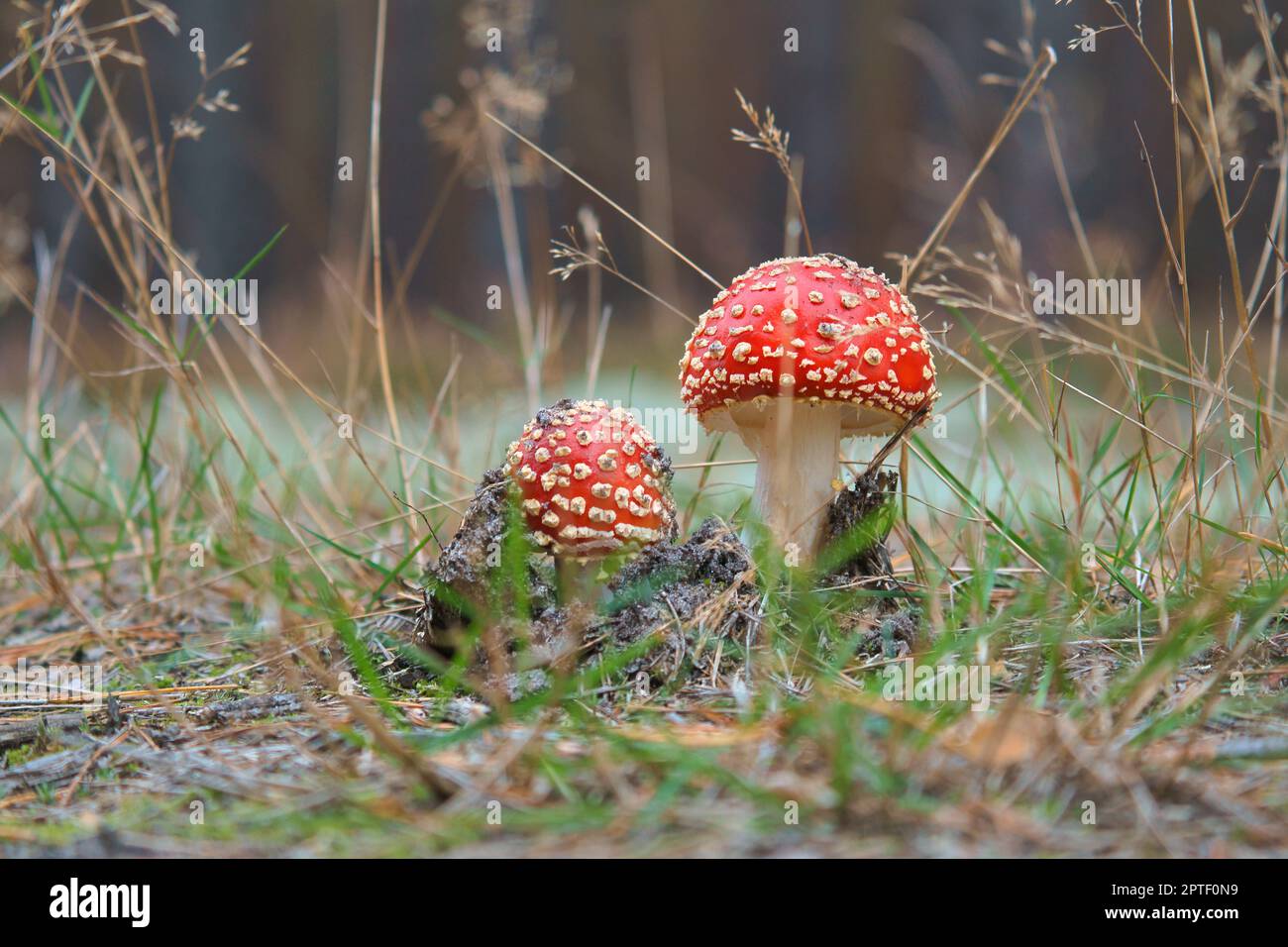 Toadstool at the bottom of a coniferous forest in the woods. Poisonous ...
