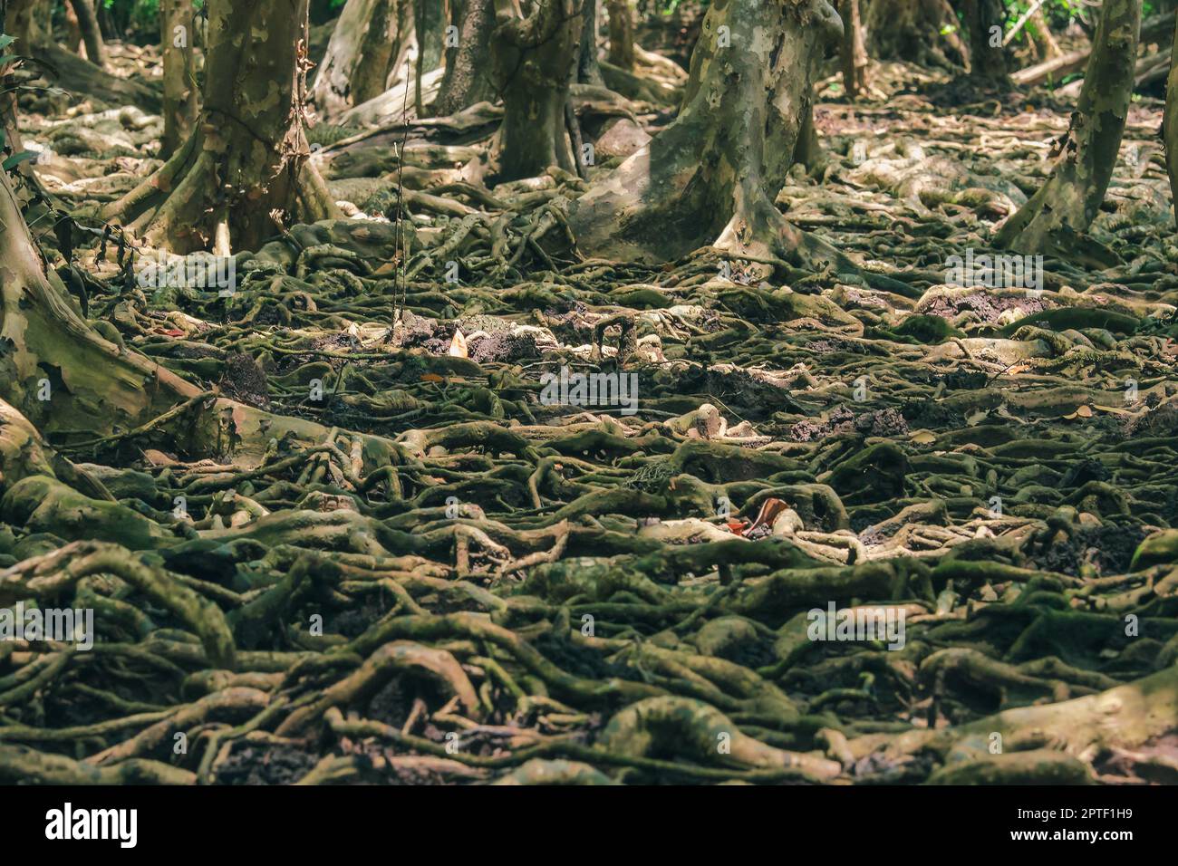 Many tree roots on the mangrove forest are used for adhesion Stock ...