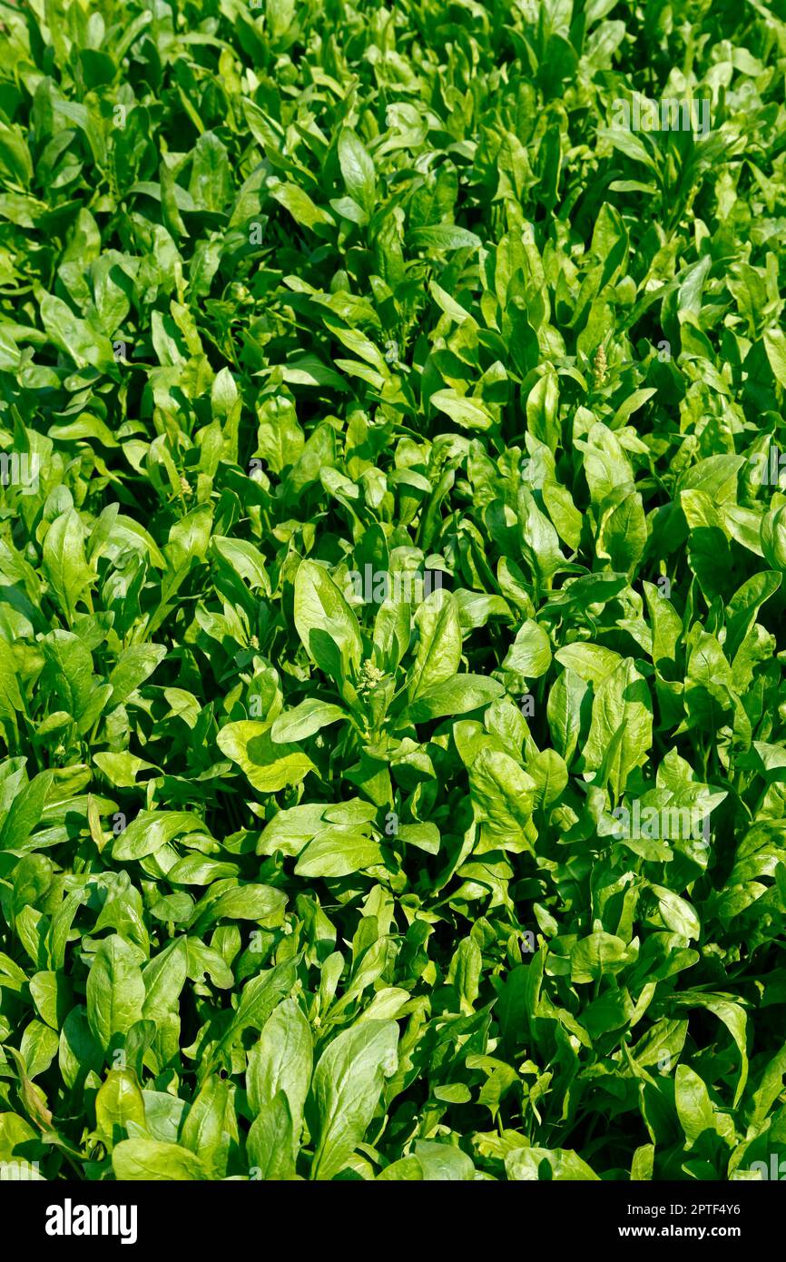 Spinach grown in the wild Stock Photo Alamy