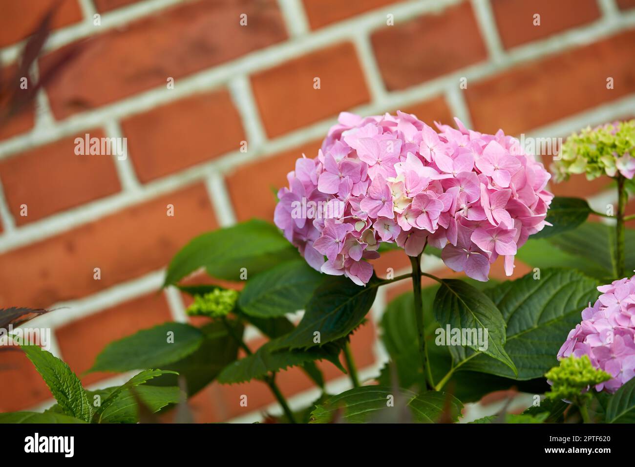 Hydrangea. Stock Photo