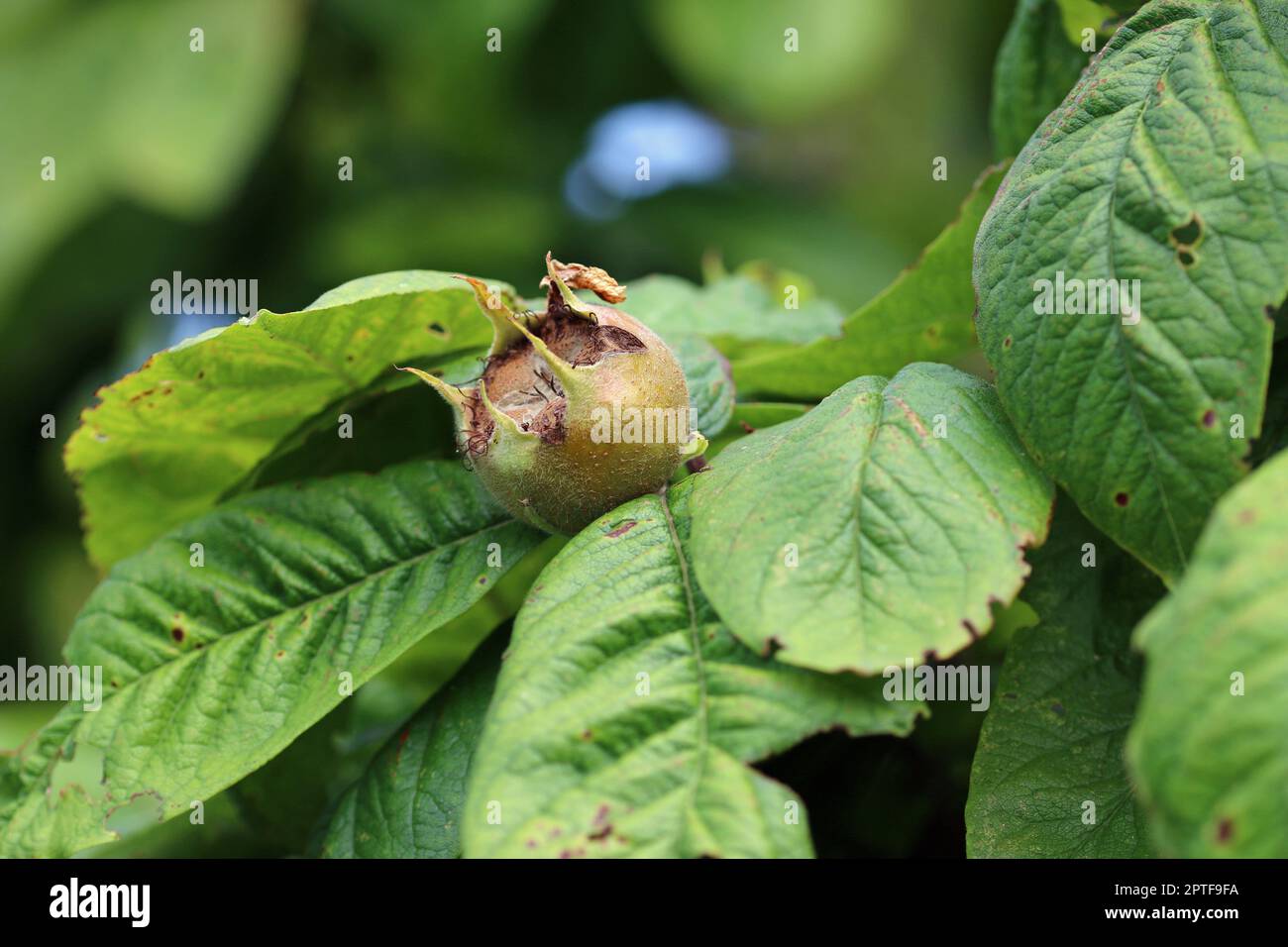 Ripe medlar, Mespilus germanica, fruit on a tree with leaves blurred as the background. Stock Photo