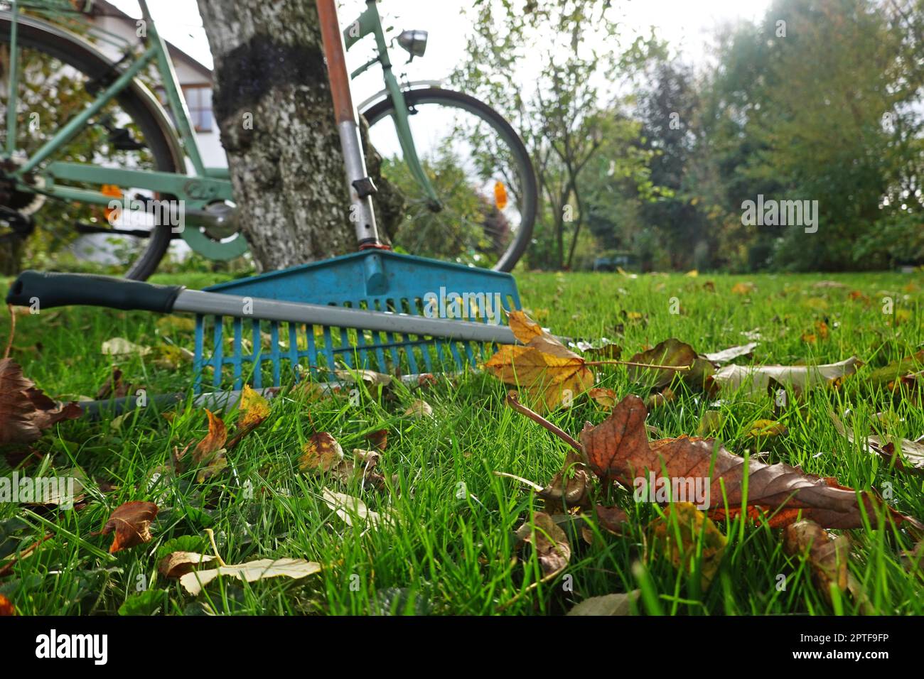 Laub rechen vor dem letzten Rasenschnitt, Deutschland Stock Photo Alamy