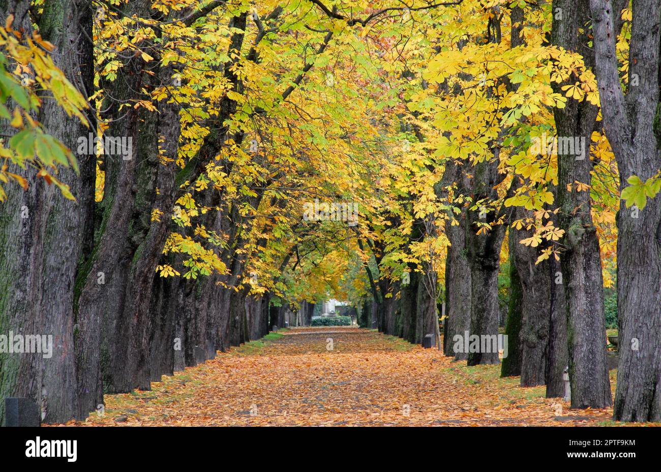 The road lined with trees with yellowing leaves is an autumn landscape ...
