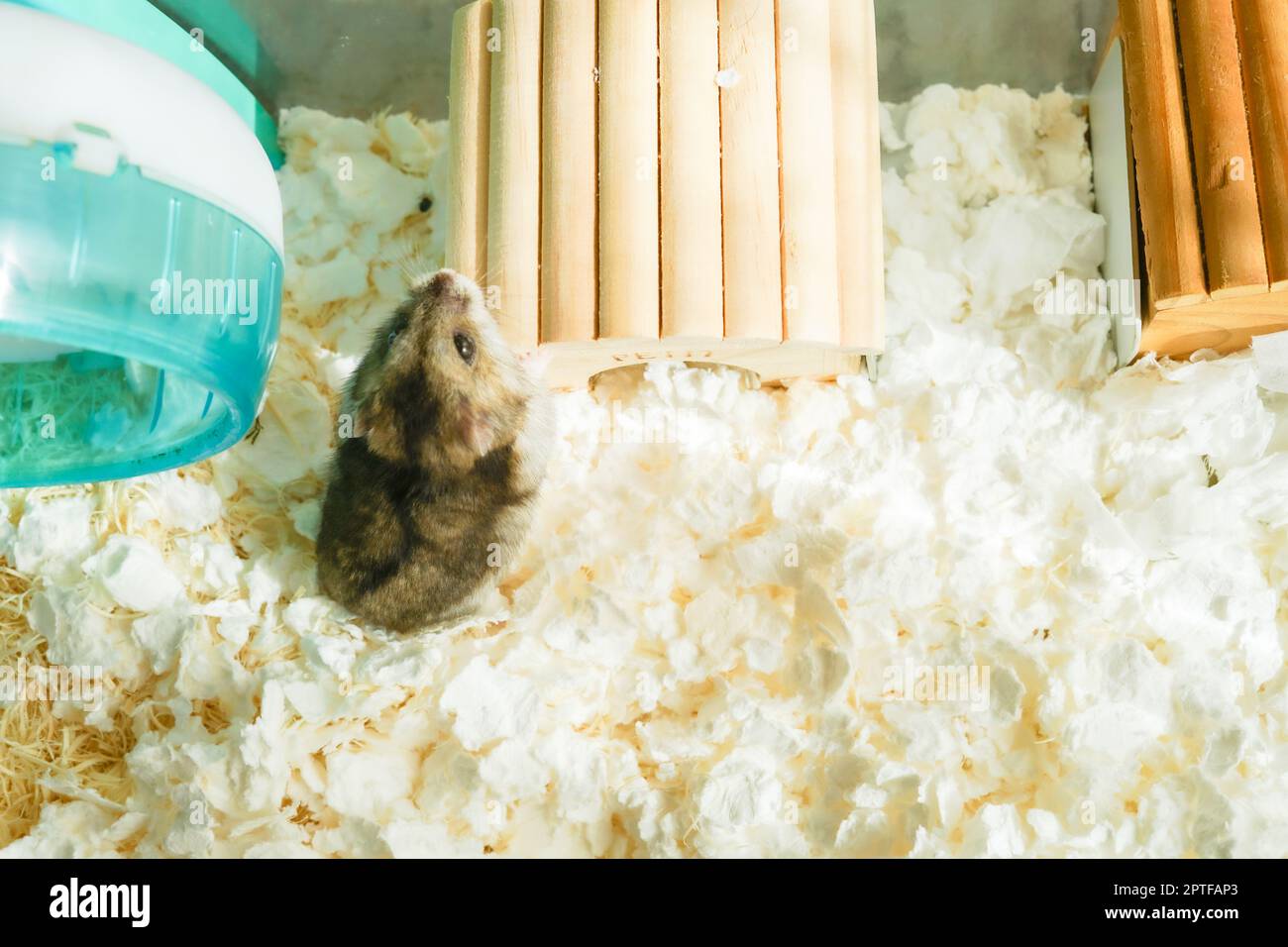 Hamster image hi-res stock photography and images - Page 3