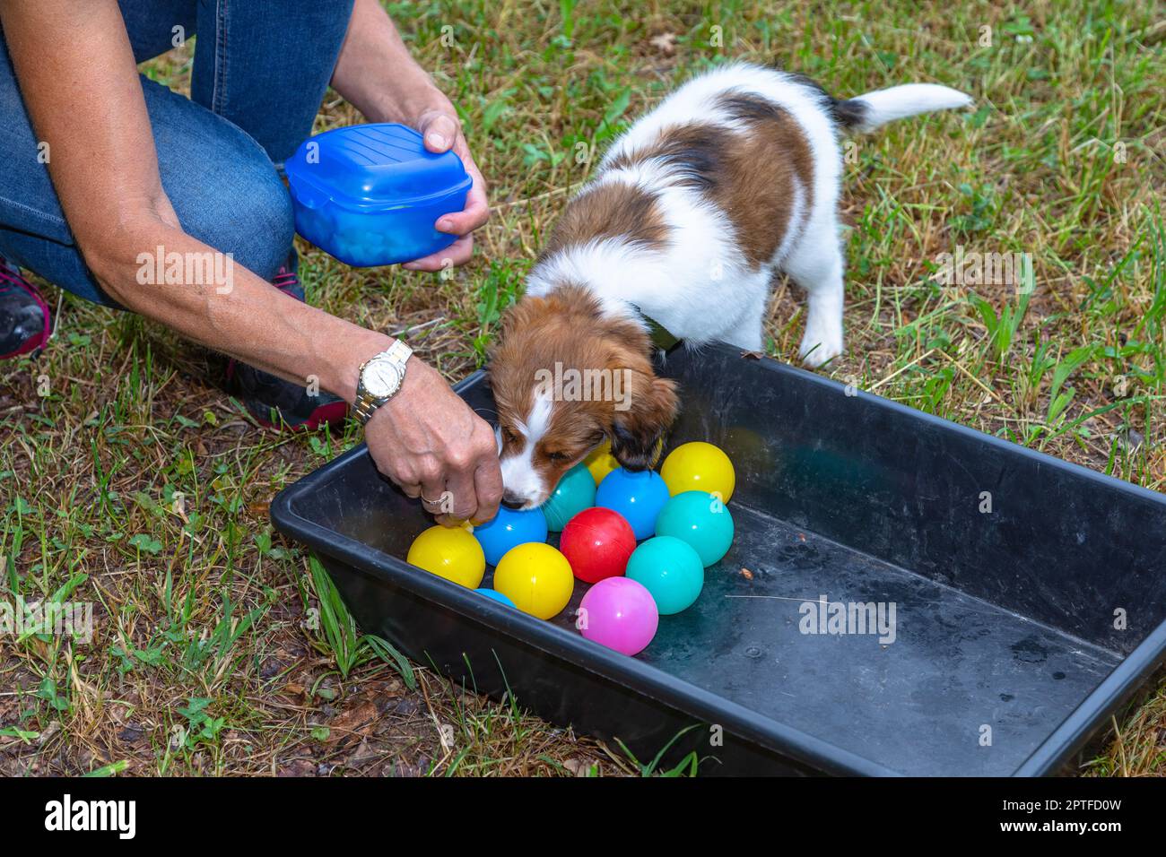 New Stuff cute puppy dog learns new things in life Stock Photo - Alamy