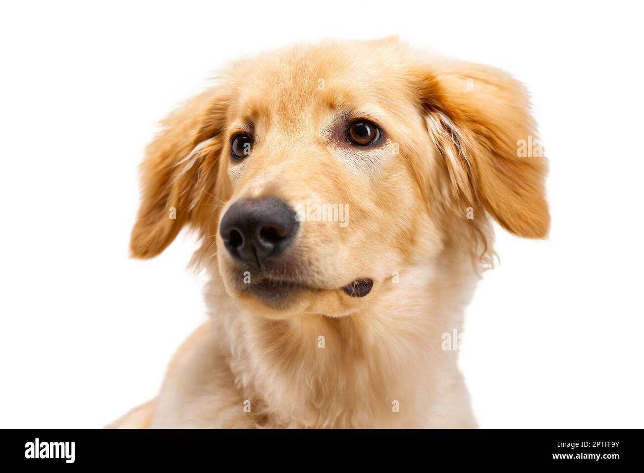 Portrait of beautiful golden hovawart isolated. six month old hovawart blonde puppy Stock Photo