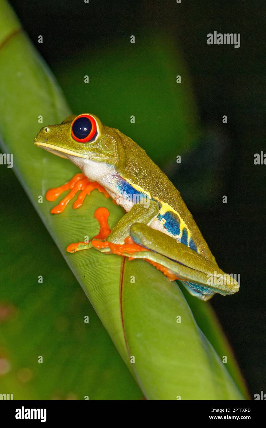 Um Sapo Com Olhos Vermelhos E Fundo Preto E Branco PNG , Um Sapo Com Olhos  Vermelhos, E Um Fundo Preto E Branco, Rã PNG Imagem para download gratuito, image size:866x1390