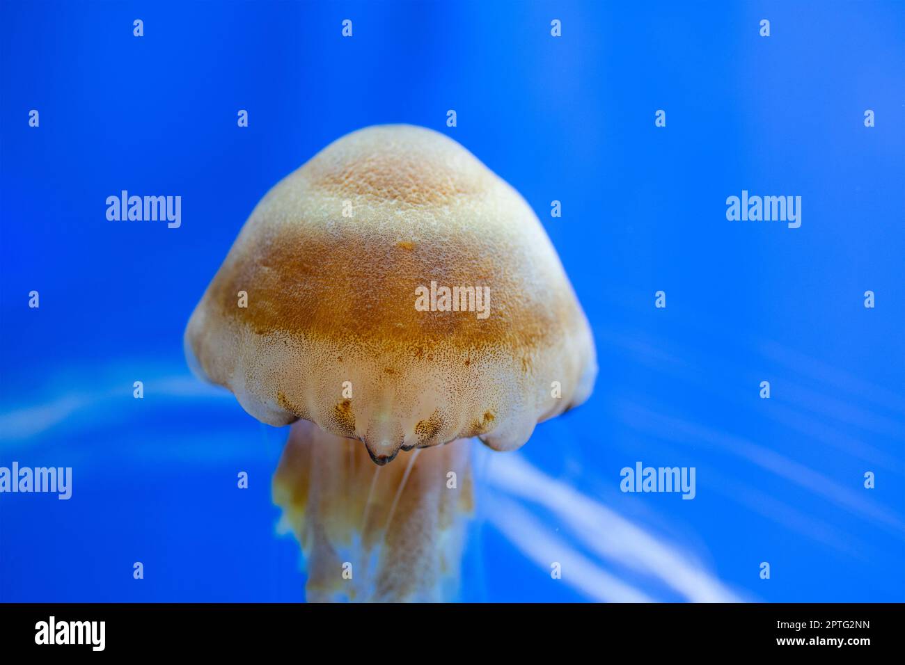 Jellyfish swim under water in Aquarium Stock Photo - Alamy