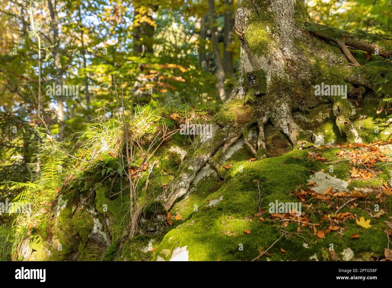 Trail camera very well hidden under a moss on a large tree in summer forest. Scouting device for monitoring wildlife camouflaged on in woodland from w Stock Photo