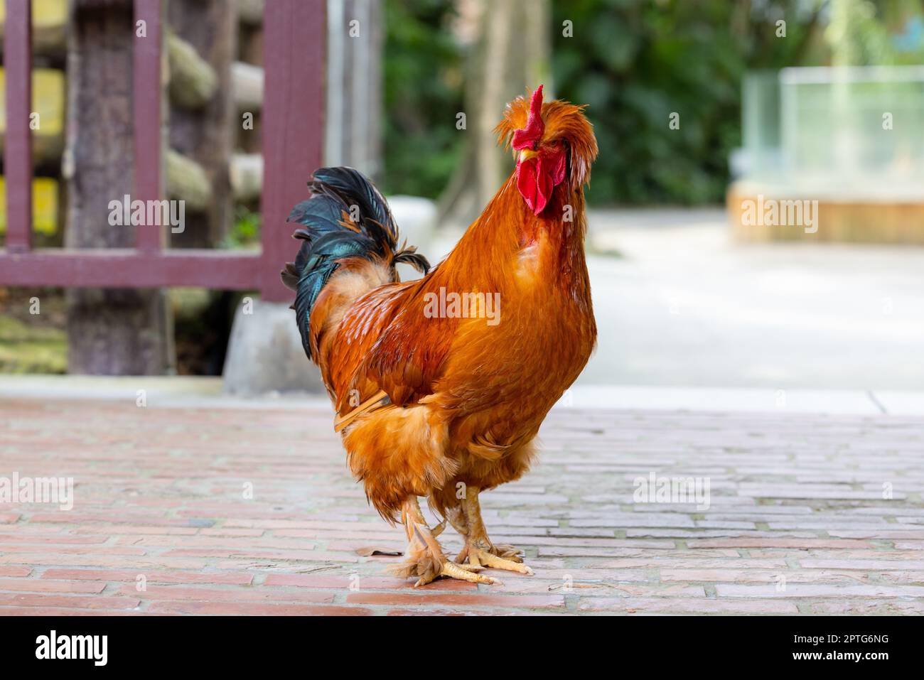 Chicken walk in the farm Stock Photo Alamy