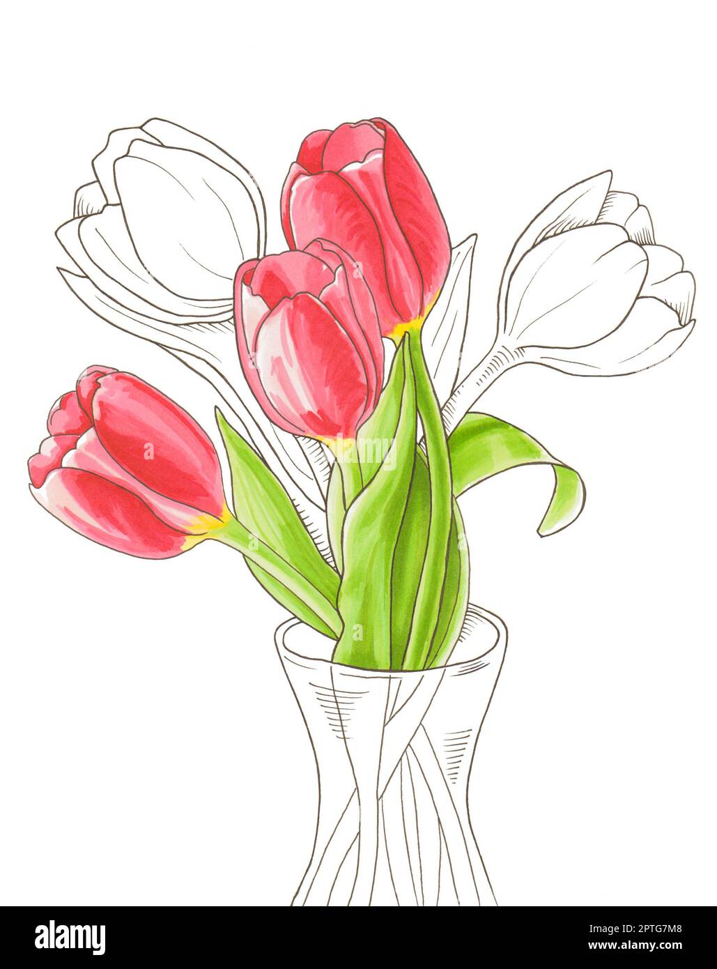 Spring tulips in a vase. Hand painted with markers and ink pen. Colorful flowers sketch. Original artwork illustration. Isolated on white background. Stock Photo